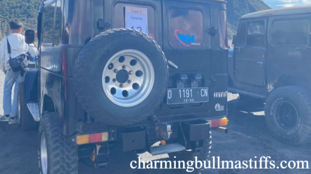 Viral Sopir Jip Bromo Palak Rombongan Pelajar